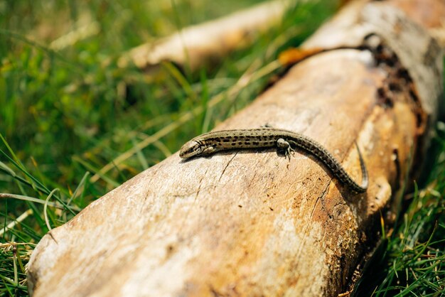 Pequeno lagarto marrom sentado no velho tronco na natureza