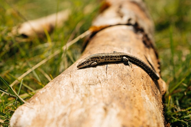 Pequeno lagarto marrom sentado no velho tronco na natureza