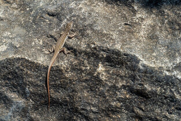 Pequeño lagarto sobre una roca