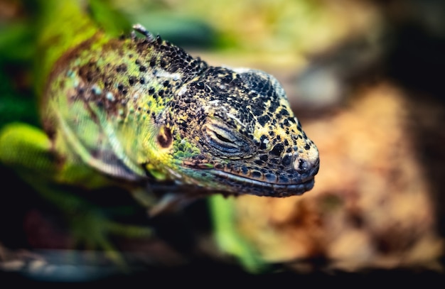 Pequeño lagarto verde con cara negra apoyada en el suelo, primer plano