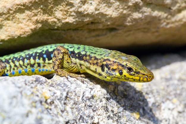 El pequeño lagarto verde se esconde en las grietas de la piedra