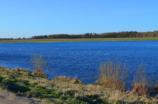 Pequeño lago en un campo con bosque