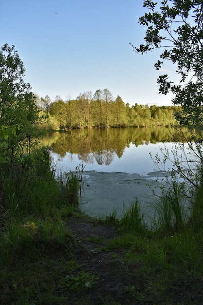 Pequeno lago cercado por floresta