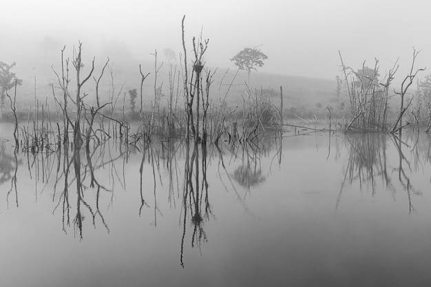 Pequeno lago de manhã Árvores secas no lago