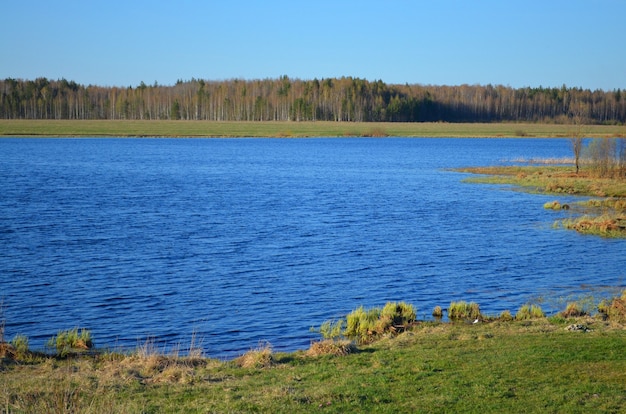 Pequeno lago em um campo com floresta