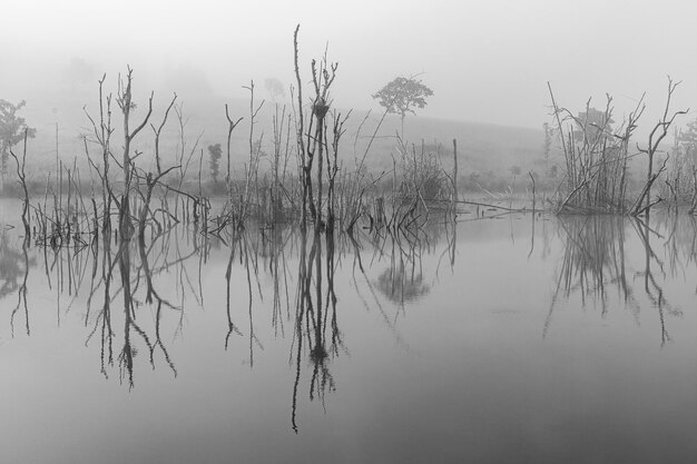 Pequeño lago en la mañana Árboles secos en el lago