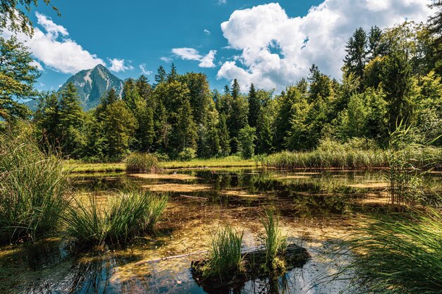 Foto pequeno lago na floresta