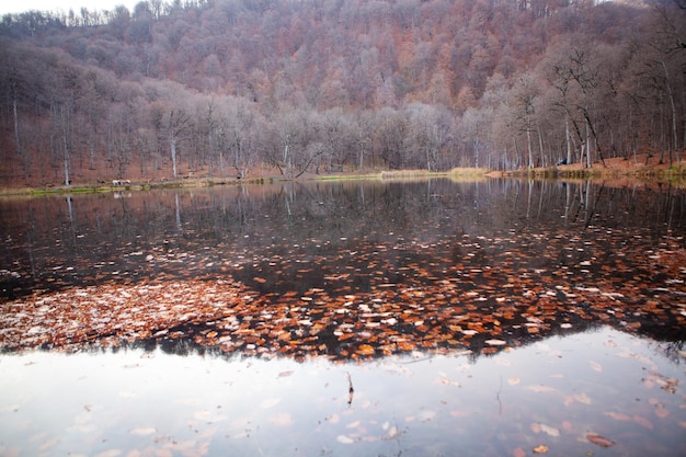 Pequeno lago na floresta