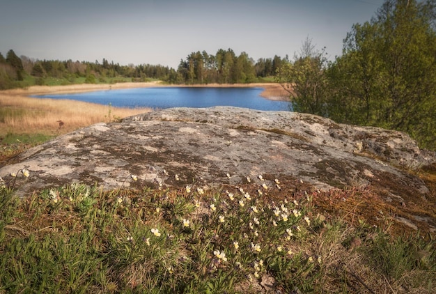 Pequeno lago na primavera Carélia cercado por flores e rochas e florestas paisagem natural do norte