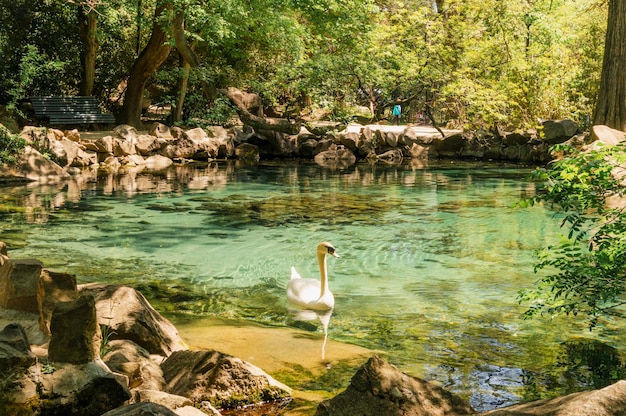 Pequeno lago no parque