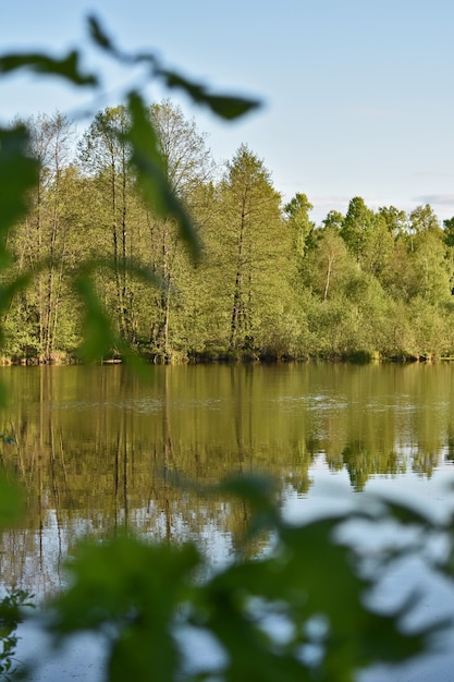 Foto pequeño lago rodeado de bosque