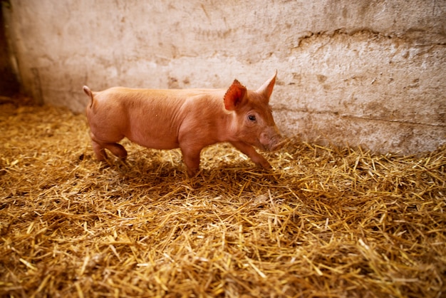 Un pequeño lechón en la granja.