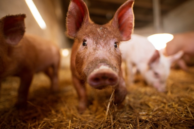 Un pequeño lechón en la granja.