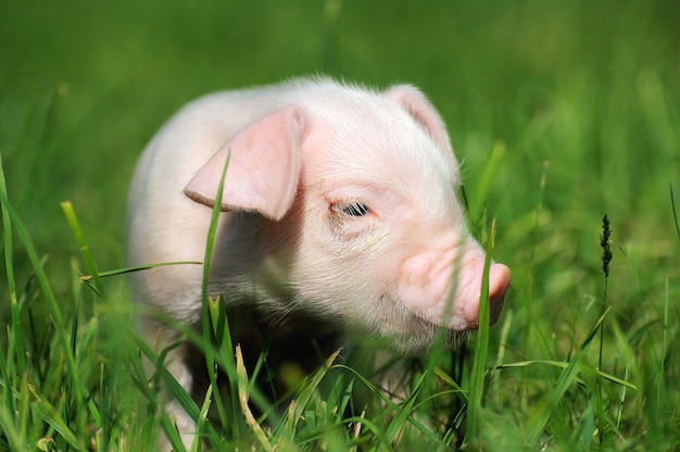 Pequeño lechón sobre una hierba verde