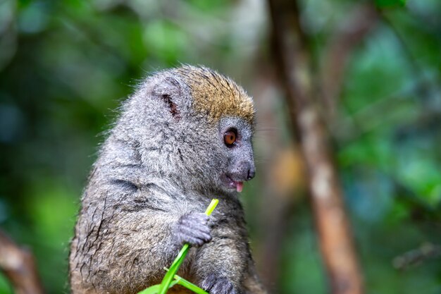 Un pequeño lémur en una rama come en una brizna de hierba