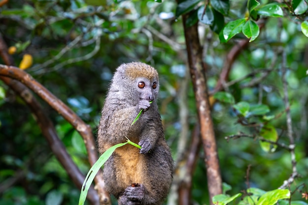 Un pequeño lémur en una rama come una brizna de hierba