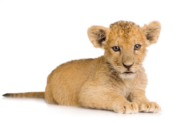 Pequeño león en blanco.