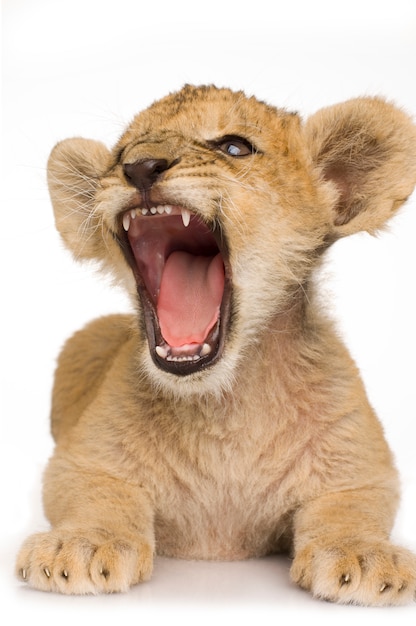 Pequeño león en blanco.