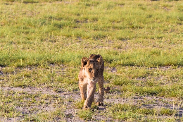 Pequeño león en la sabana de Kenia