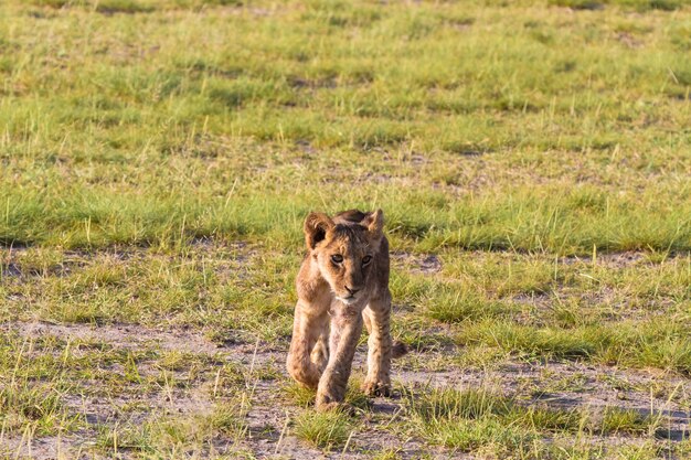 Pequeño león en la sabana de Kenia