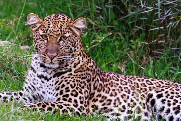 Pequeño leopardo joven que descansa en hierba. Kenia, África