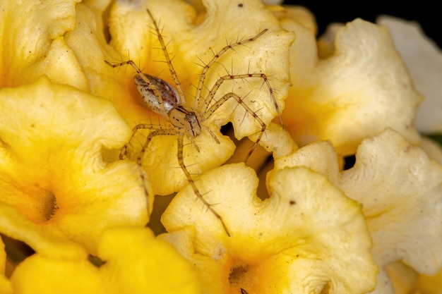 Pequeno lince-aranha da espécie peucetia rubrolineata