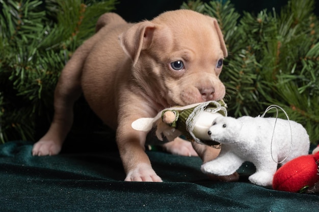 Pequeño y lindo cachorro American Bully jugando con una máscara de carnaval al lado de conos de copos de nieve de ramas de árboles de Navidad