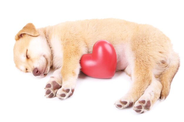 Pequeño y lindo cachorro Golden Retriever con corazón rojo, aislado en blanco