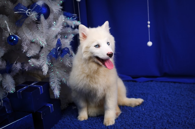 Pequeño y lindo cachorro de husky siberiano en el árbol de Navidad en Navidad