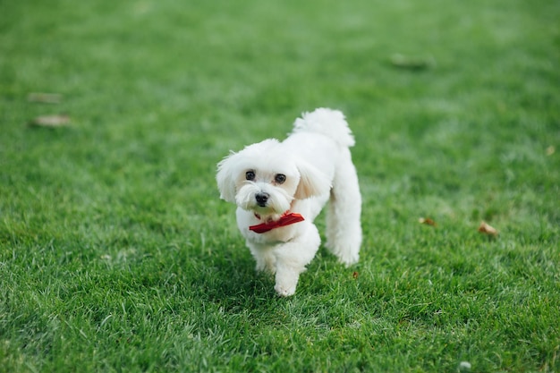 Pequeño lindo cachorro de perro maltés sentado en la hierba Piel esponjosa blanca