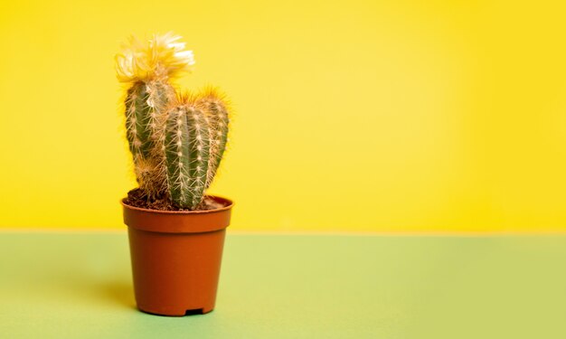 Pequeno lindo cacto espinhoso em um fundo amarelo e verde com espaço de cópia