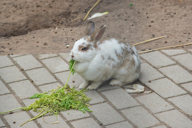 el pequeño y lindo conejo esponjoso come hierba y descansa afuera en verano