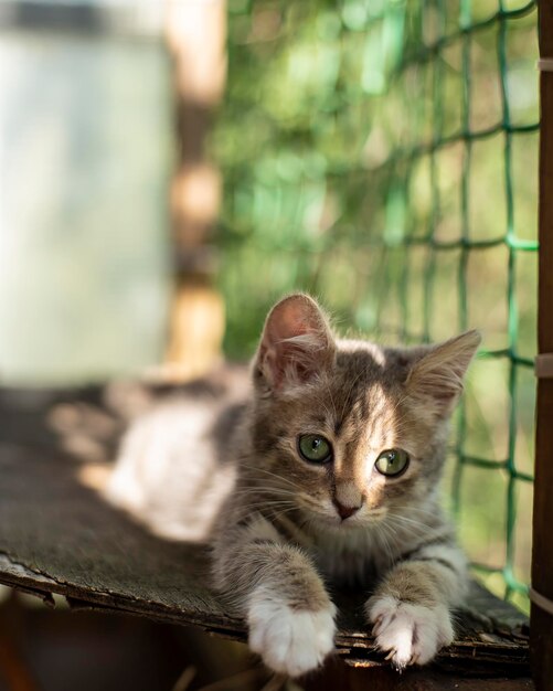 El pequeño y lindo gatito está relajado y tomando el sol en el balcón de la vieja madera contrachapada