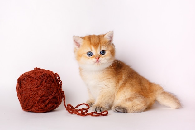 Pequeño y lindo gatito Golden chinchilla británica con una bola de hilo sobre un fondo blanco.