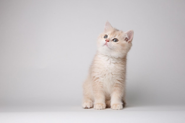 Pequeño lindo gatito Golden chinchilla británico aislado sobre fondo blanco.