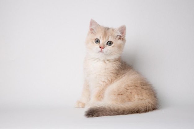 Pequeño lindo gatito Golden chinchilla británico aislado sobre fondo blanco.