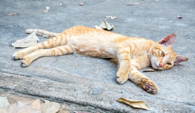 Pequeño y lindo gatito marrón dorado, cómodo y perezoso, yacía en el piso de concreto al aire libre enfocado en su ojo