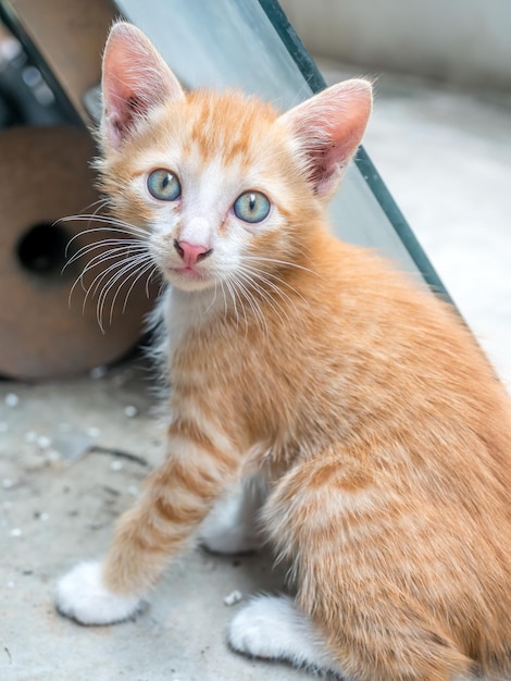 El pequeño y lindo gatito marrón dorado juega en el patio trasero de la casa al aire libre, enfoque selectivo en su ojo