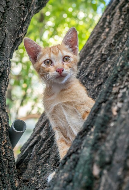 Pequeño y lindo gatito marrón dorado sube al árbol al aire libre del patio trasero enfoque selectivo en su ojo