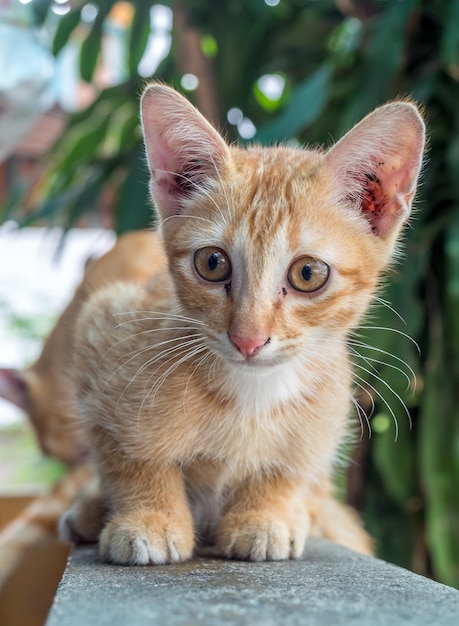 El pequeño y lindo gatito marrón dorado yacía cómodo en el corredor al aire libre del patio trasero, el enfoque selectivo en su ojo