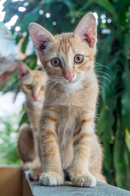 El pequeño y lindo gatito marrón dorado yacía cómodo en el corredor al aire libre del patio trasero, el enfoque selectivo en su ojo