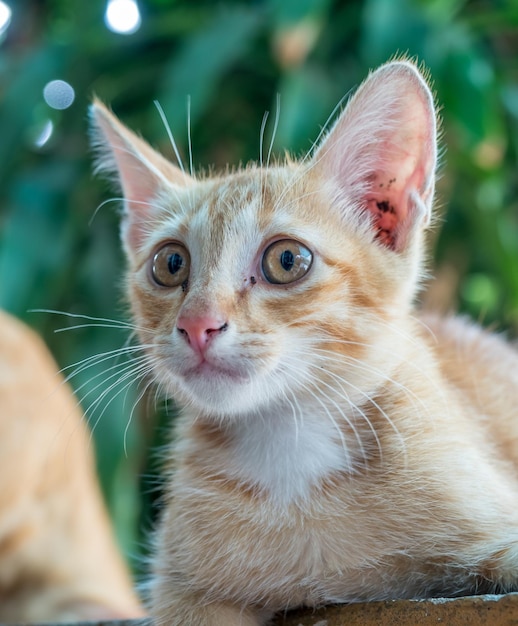 El pequeño y lindo gatito marrón dorado yacía cómodo en el corredor al aire libre del patio trasero, el enfoque selectivo en su ojo