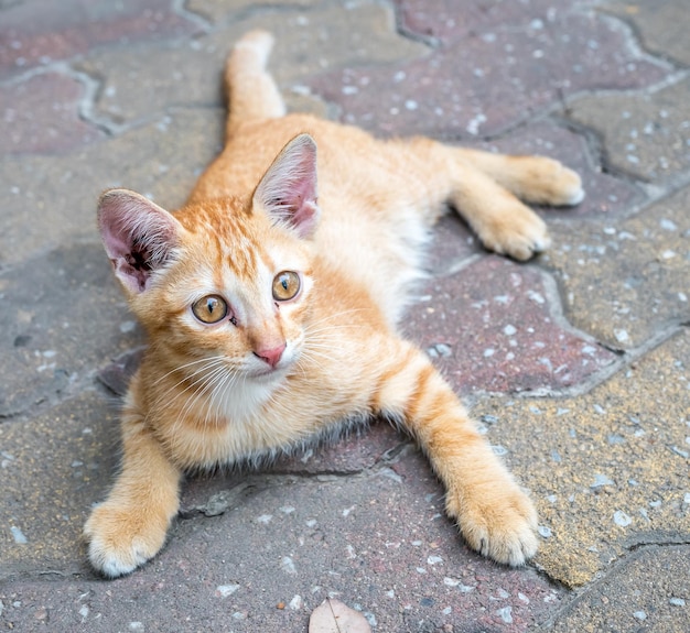 El pequeño y lindo gatito marrón dorado yacía cómodo en el piso de concreto al aire libre, enfoque selectivo en su ojo