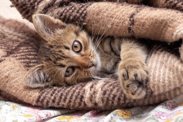 Un pequeño y lindo gatito rayado envuelto en una tela escocesa, el gatito está descansando