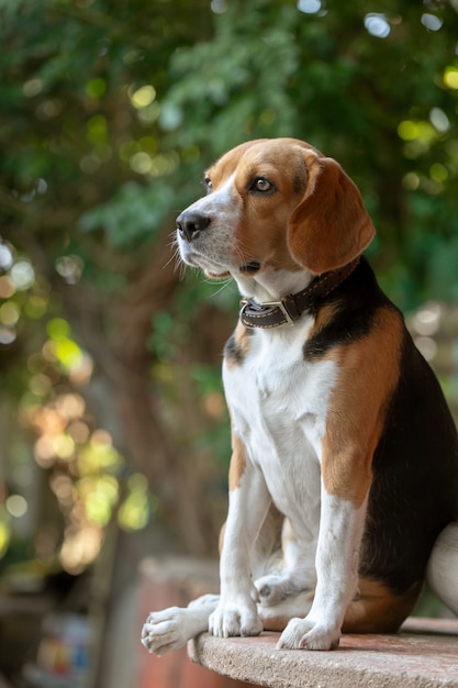 Pequeño lindo perrito beagle mirando hacia arriba