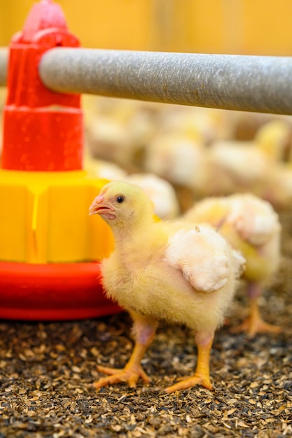 Pequeño y lindo pollito de cerca Pollo amarillo joven caminando al aire libre