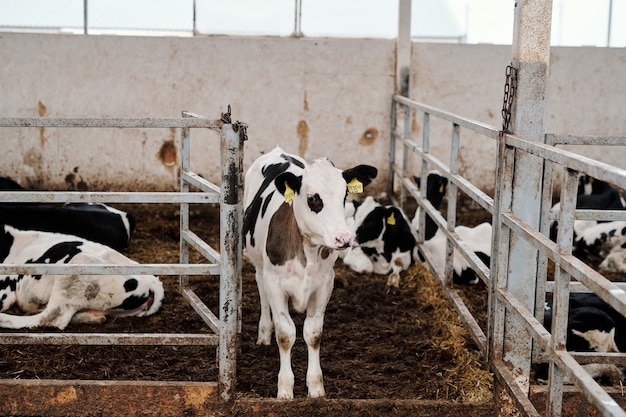 Pequeño y lindo ternero en blanco y negro de pie en la entrada del paddock con tranquilas vacas lecheras de pura raza dentro de una gran granja de animales contemporánea