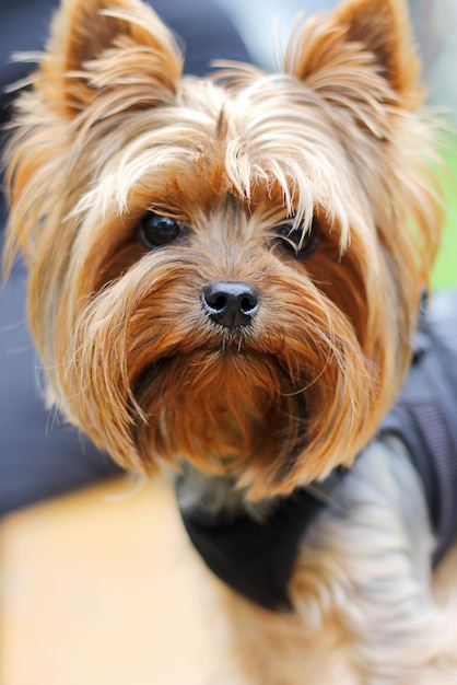 Pequeño y lindo Yorkshire terrier de cerca