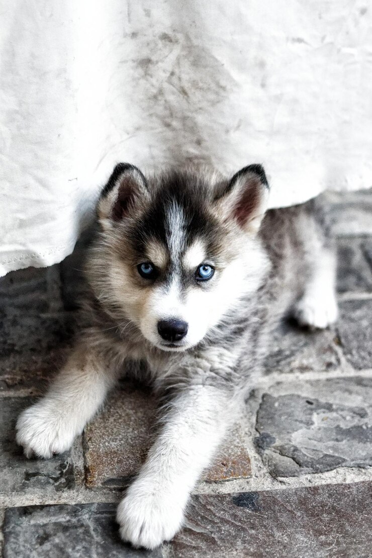 Foto pequeno lobo
