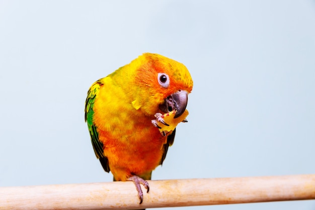 Un pequeño loro colorido mirando a comer semillas